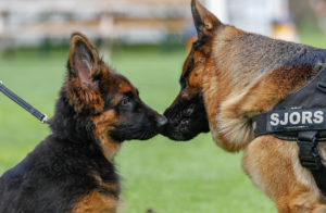 VDH Liefhebbersdag voor Duitse Herdershonden