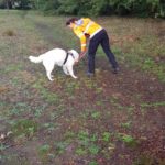 Trainingsweek Reddingshonden Hulpdienst Holland