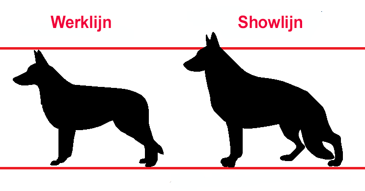 verschil werklijn en showlijn Duitse Herder