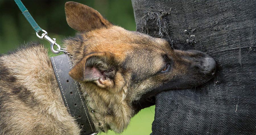 werkhond pakwerk