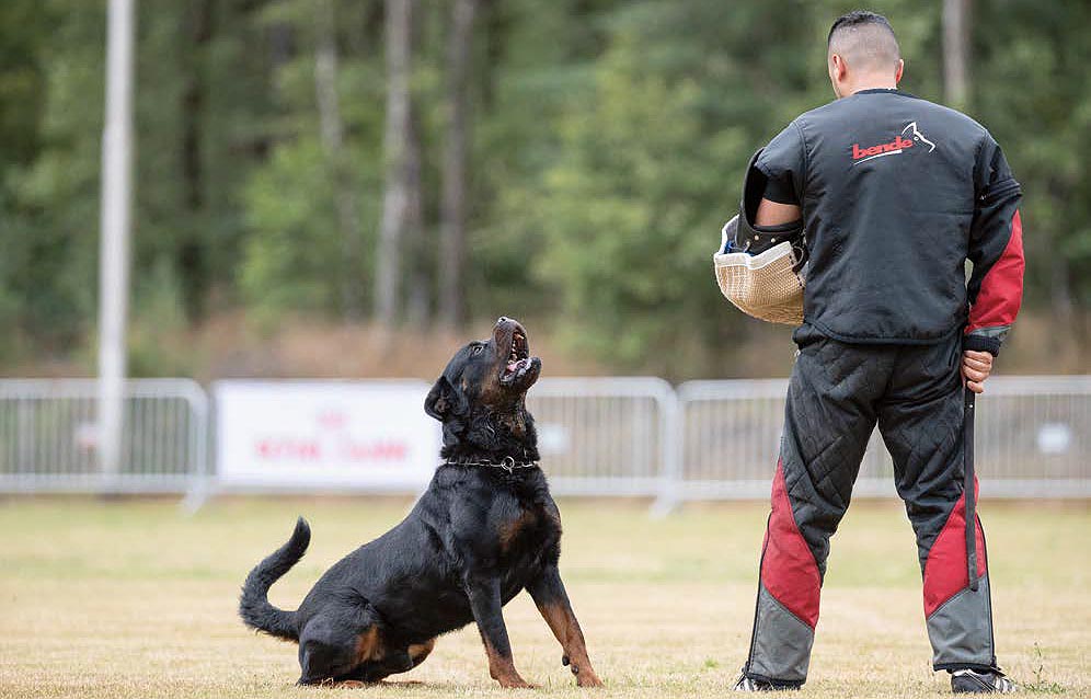 rotweiler pakwerk