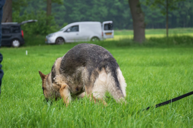 speurhond