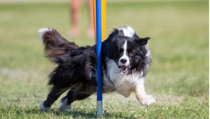 behendigheid agility cursus winterswijk
